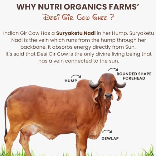 Nutri Organics Pure Desi A2 Cow Ghee 500ml | Bilona Curd Churned | Grass Fed Gir Cows | Glass Jar | Pure Aroma, Natural & Healthy Danedar Ghee| Lab Tested